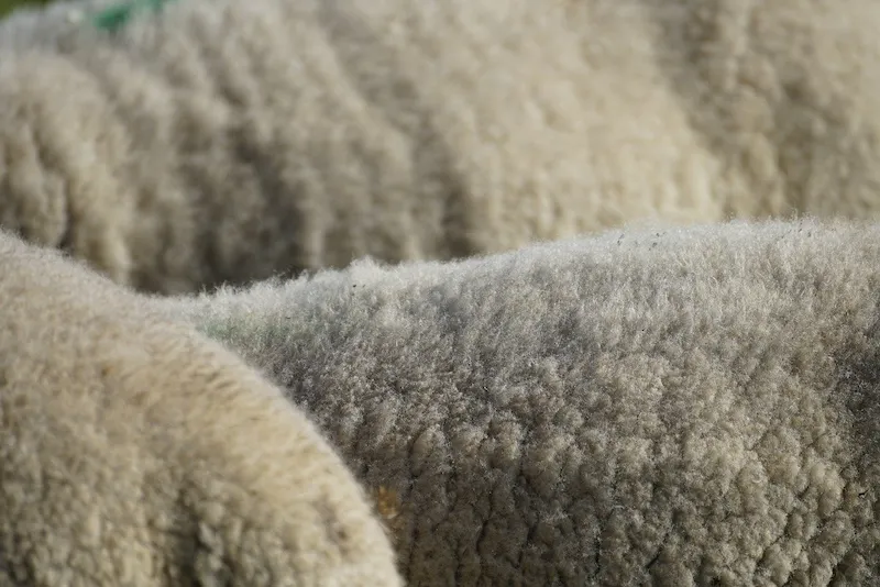 sustainable organic wool rug
