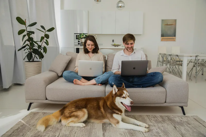 rug care from pets